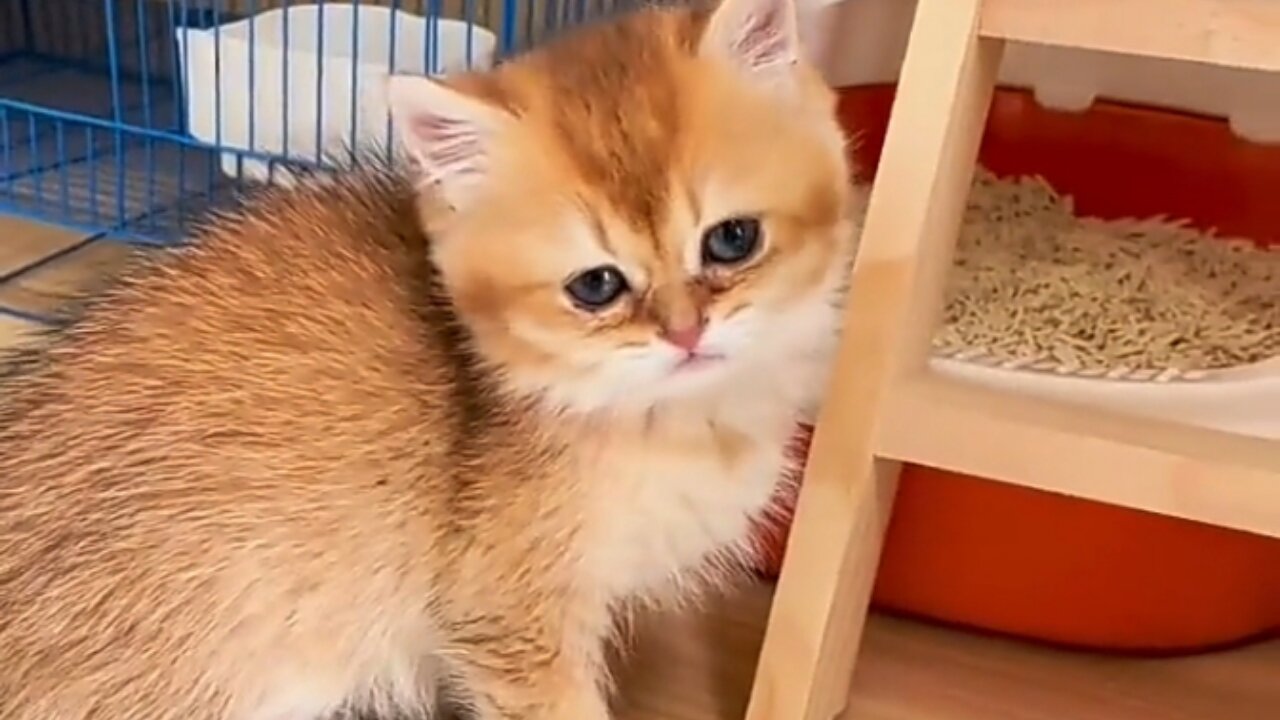 Sweet Cats Funny moments😂👌🏻😍🥰❤️