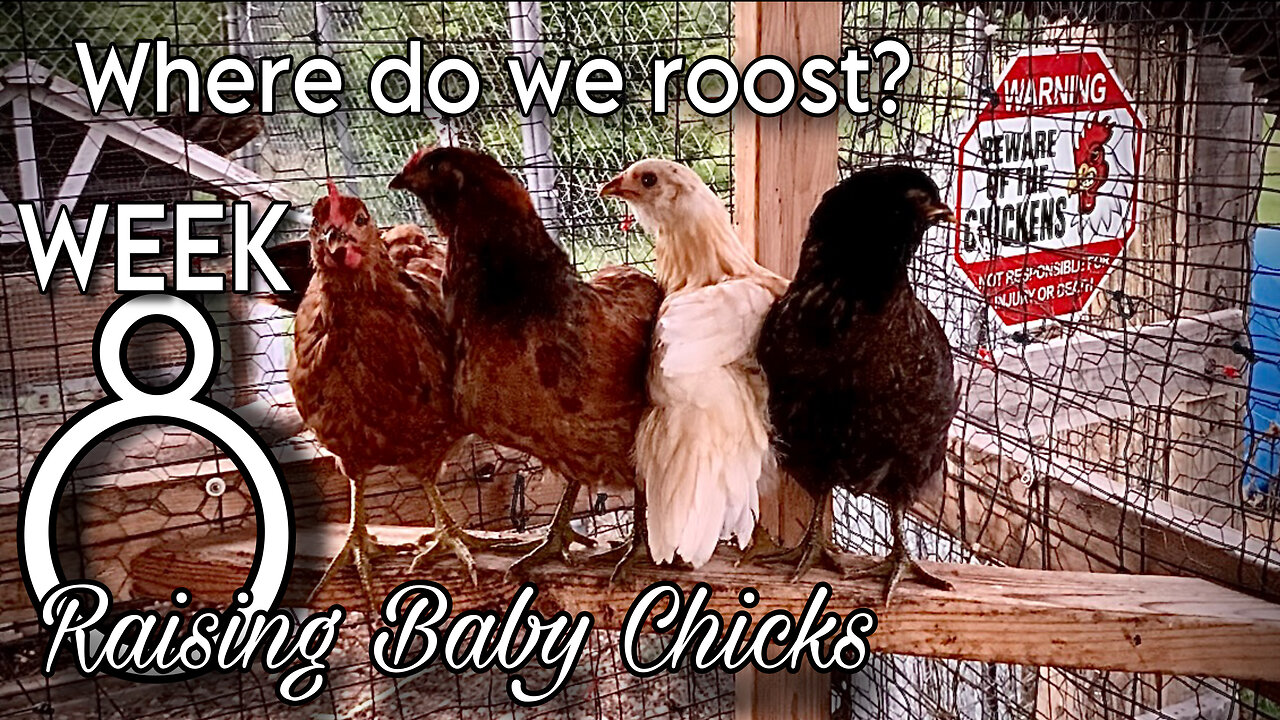 Where Do We Roost? - Week 8 of Raising Baby Chicks