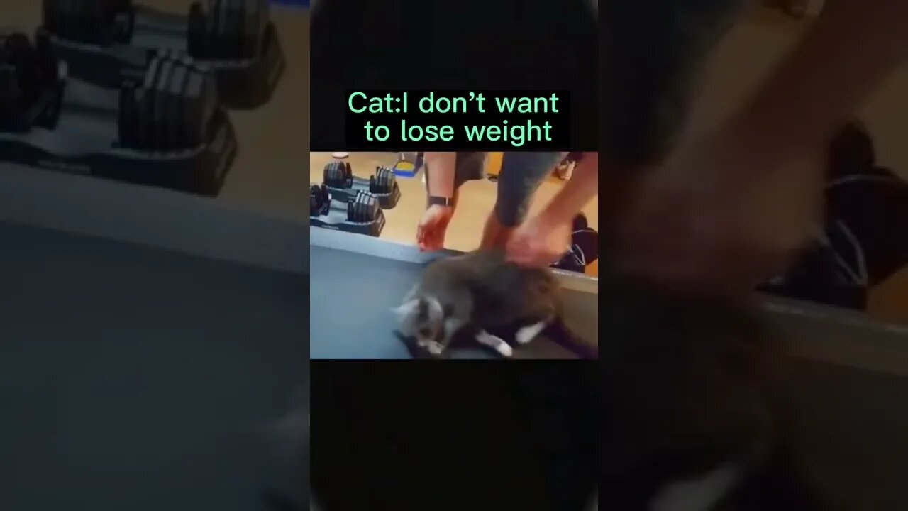 Hit ðð & SUBSCRIBE for more ððĶððĄððŽðĄðĻðŠI just want food not sports ð#cat#kitten#meme#petlover#funny