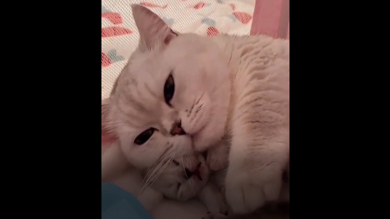 😻💖🐶 Cute kitten hugs puppy