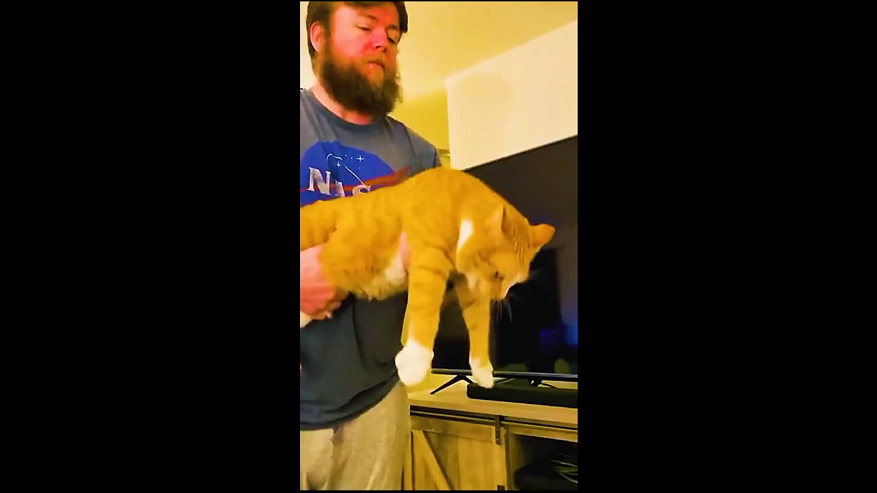 Do you have a cat like this?