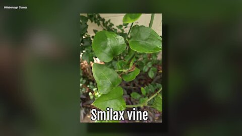 Smilax Vine | Sarah's Walking Club Fall Scavenger Hunt