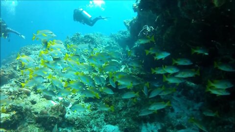 Diving Cozumel 🔥