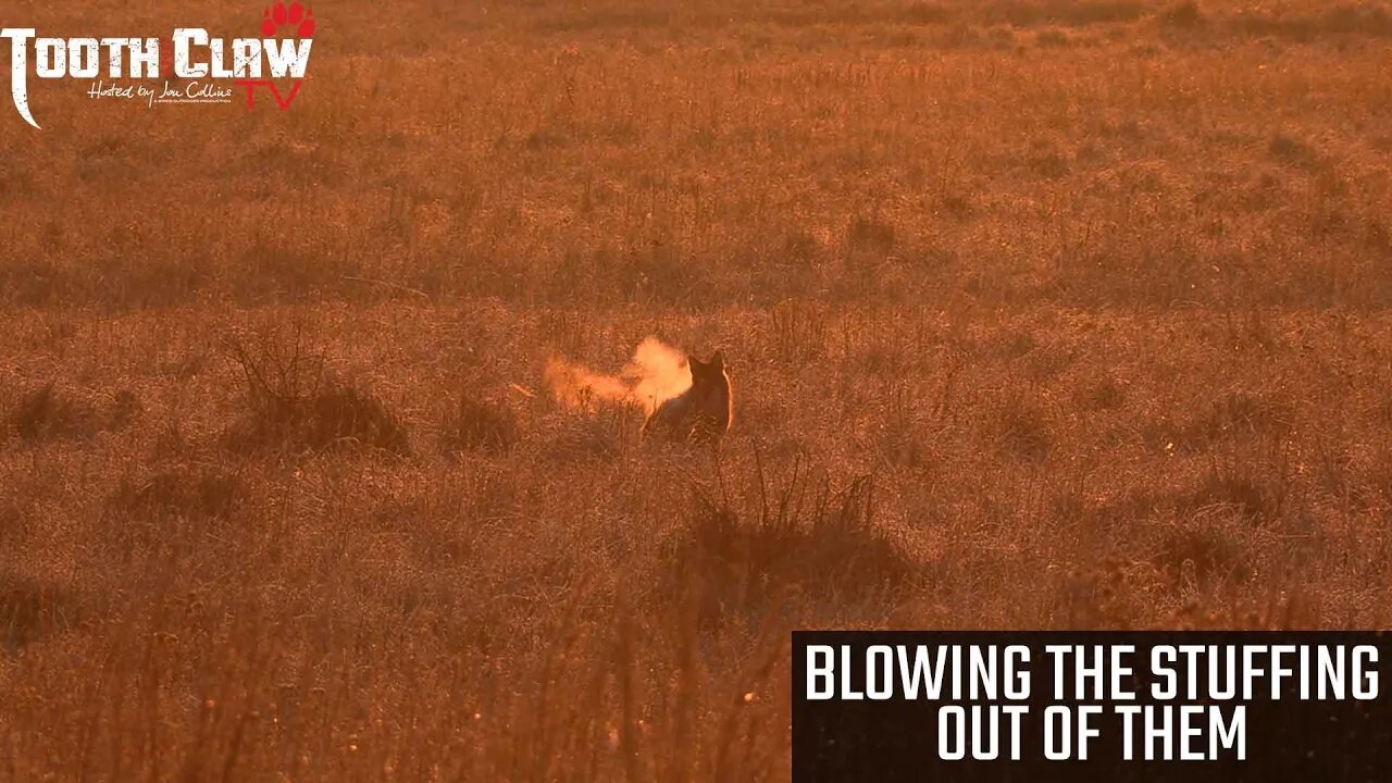 Blowing The Stuffing Out Of Them - Coyote Hunting