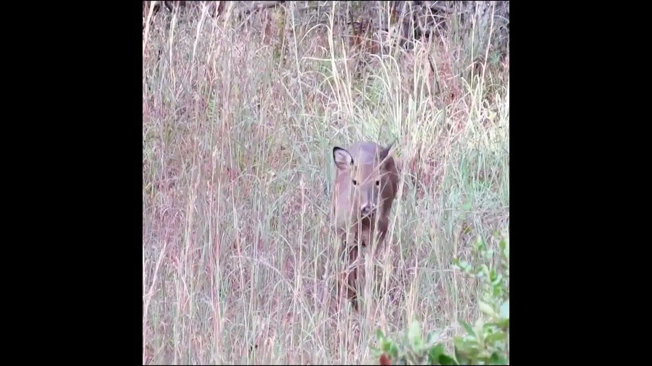 doe while hunting