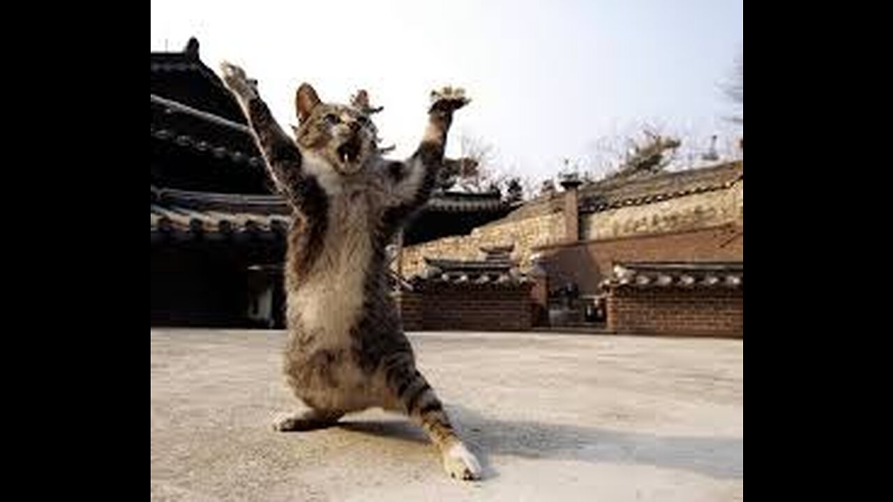 funny ninja cats😽