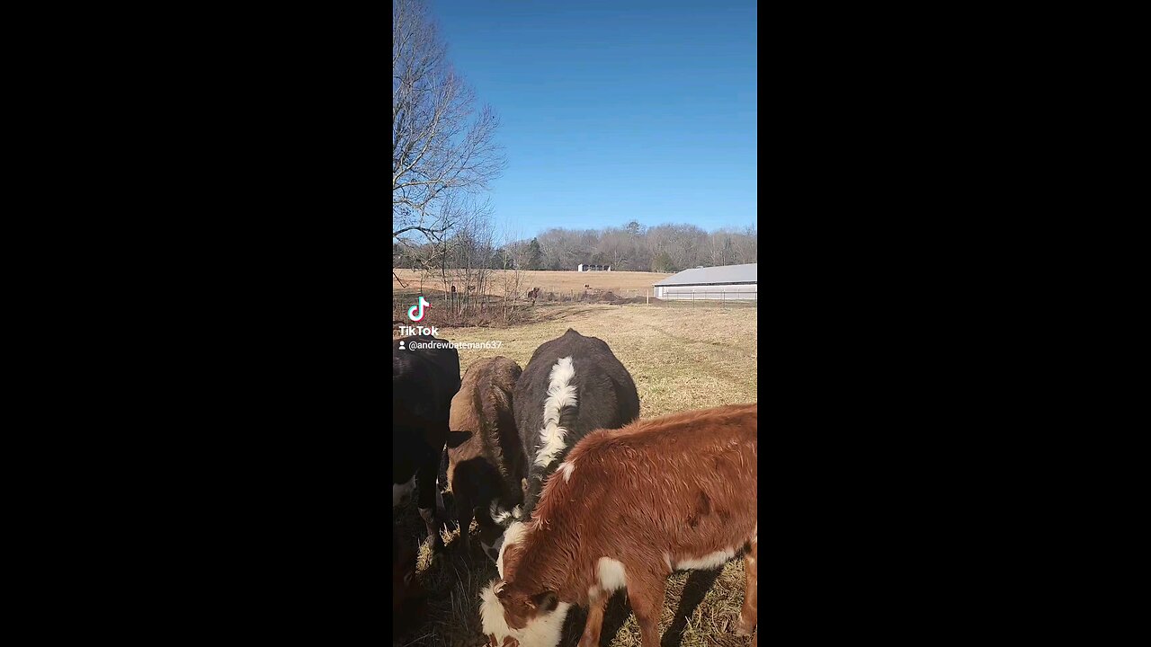 Happy cows