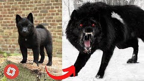Dogs And Cats Grow Up - Baby Cute Animals Transformation