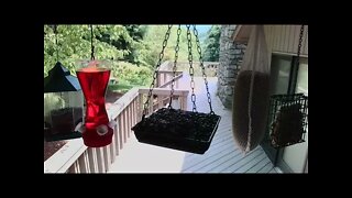 Live Bird Feeder in Asheville North Carolina. Up in the mountains. July 31th 2021