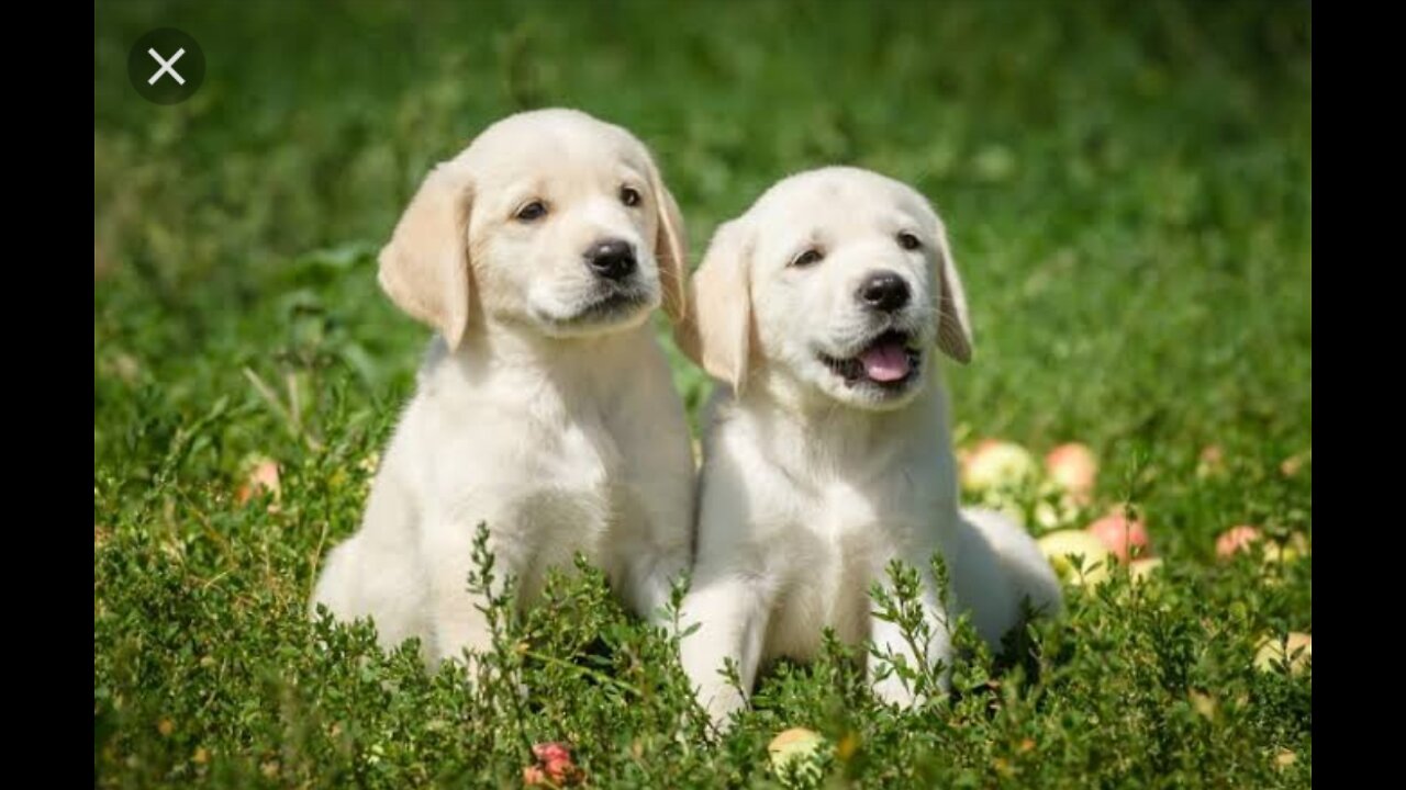 Funniest & Cutest Labrador Puppies... Funny Puppy Videos 2020