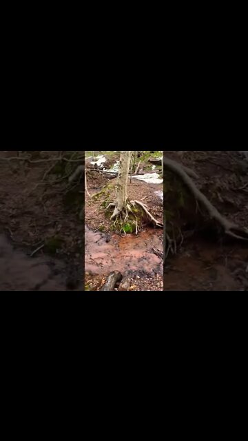 A knocked over tree bridge
