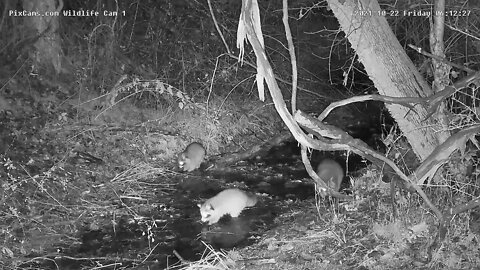 Raccoons looking for food in the stream