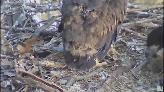 Hays Bald Eagles H16 H17 H18 tail study 2022 04 29 624am