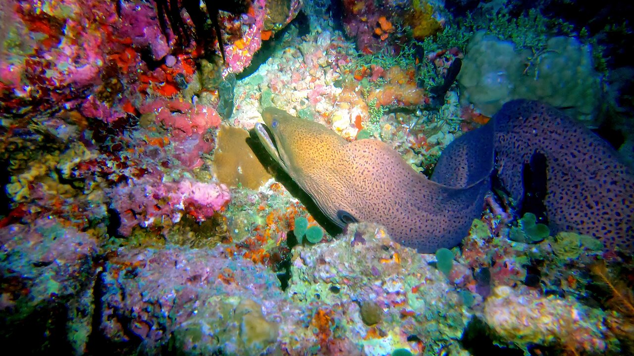 Huge moray eel is a formidable night predator