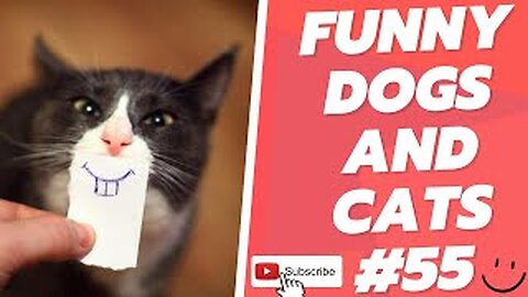 Funny Animal Videos 2022 Best Dogs And Cats Videos 😺😍