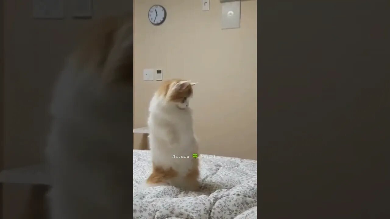 यह बिल्ली ऐसा क्यों कर रही है😱Funny Cat👈