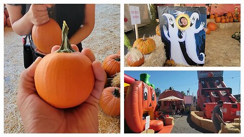 Tina's Pumpkin Patch in Sherman Oaks California. Big and small Pumpkins 🎃 #halloween #pumpkin