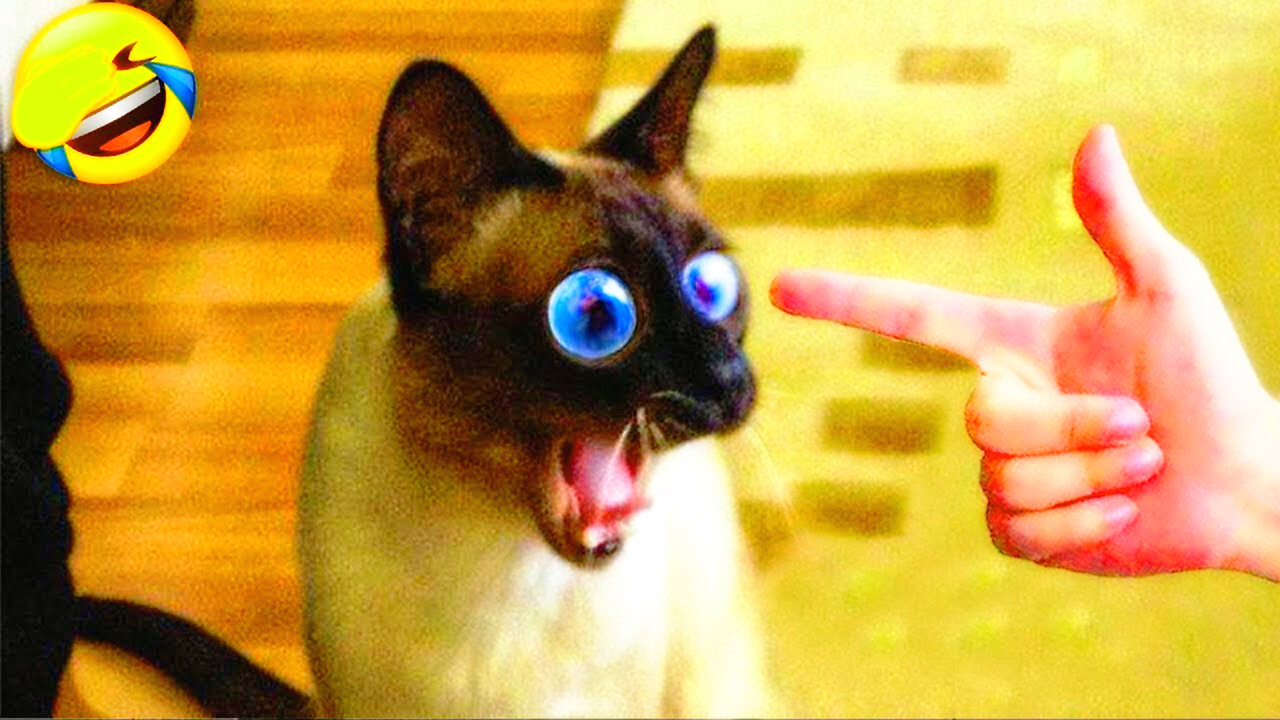 🤣 Laugh Out Loud with the Best Cat and Dog Antics Ever! 😺🐾
