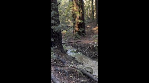 Redwoods at the Creek