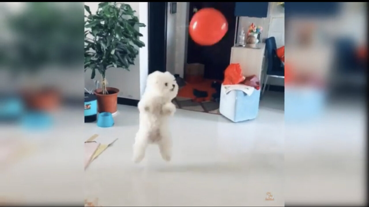 Baby Dogs - Cute and Funny Dog Videos Compilation #