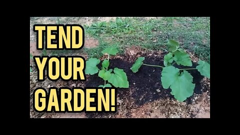 You MUST Tend Your Garden! - Ann's Tiny Life and Homestead