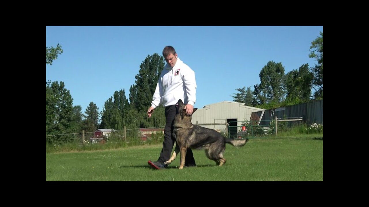 Kraftwerk K9 German Shepherd "Kontra" showing superior obedience!