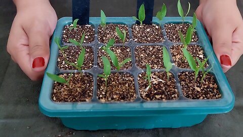 Update: Seedlings 🌱 & VSOH 💕