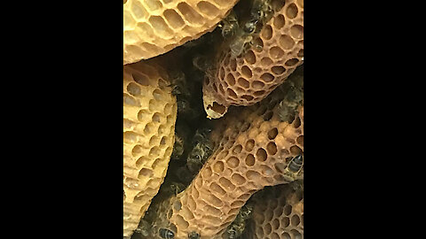 Ceiling bees cut out re homing