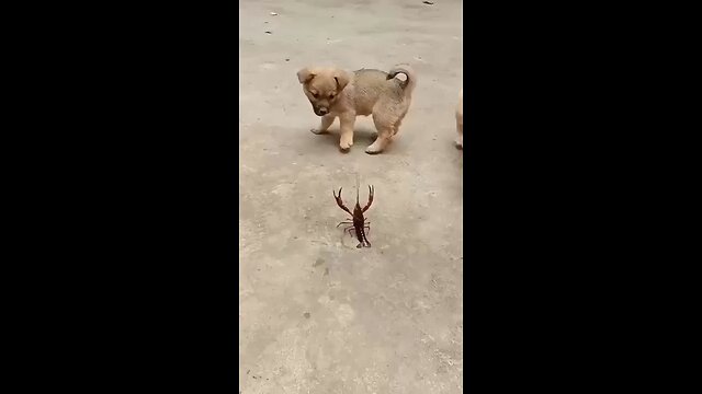 🦞🦂 insect with dog 🐶 enjoy 🐶🐕