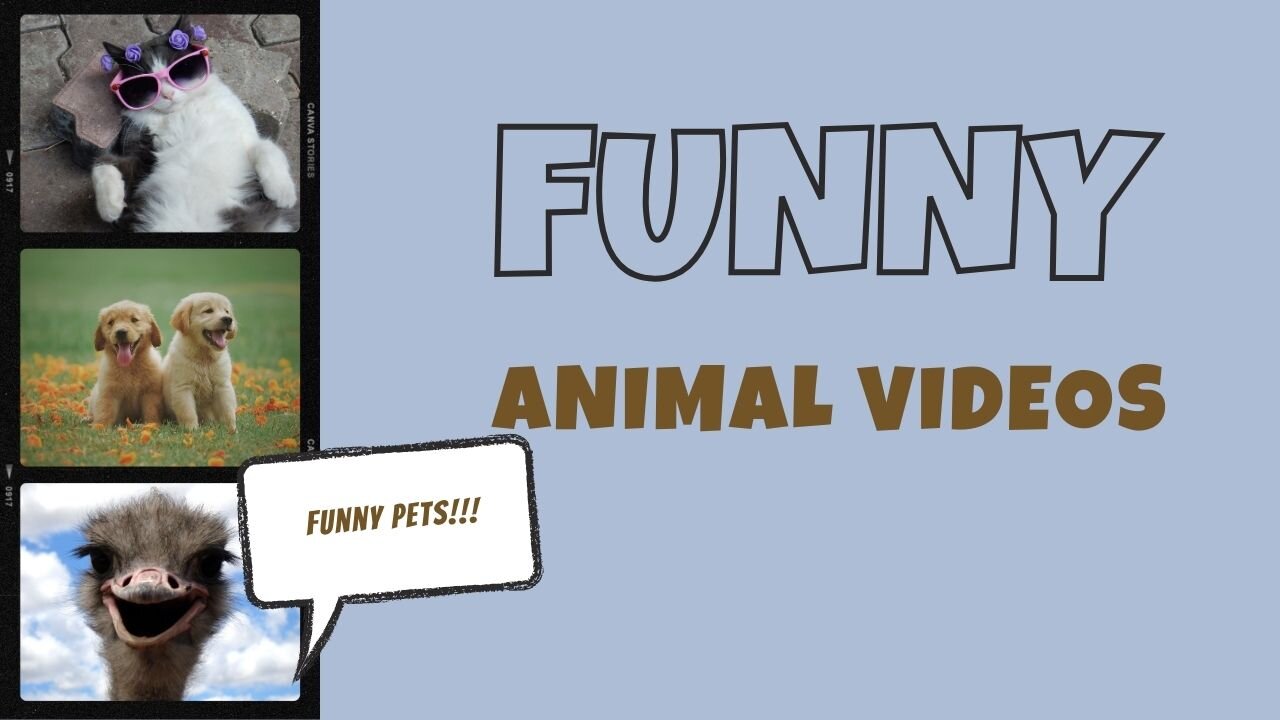 Funny Pets, Funny Dogs and Cats