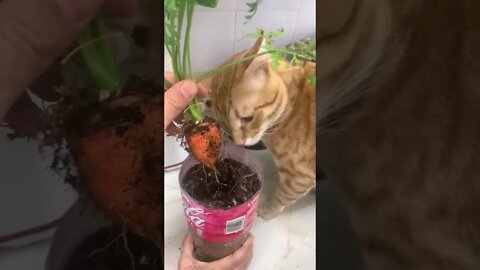Cat Checks How I Harvest A Carrot 🥕👀🐱 #shorts
