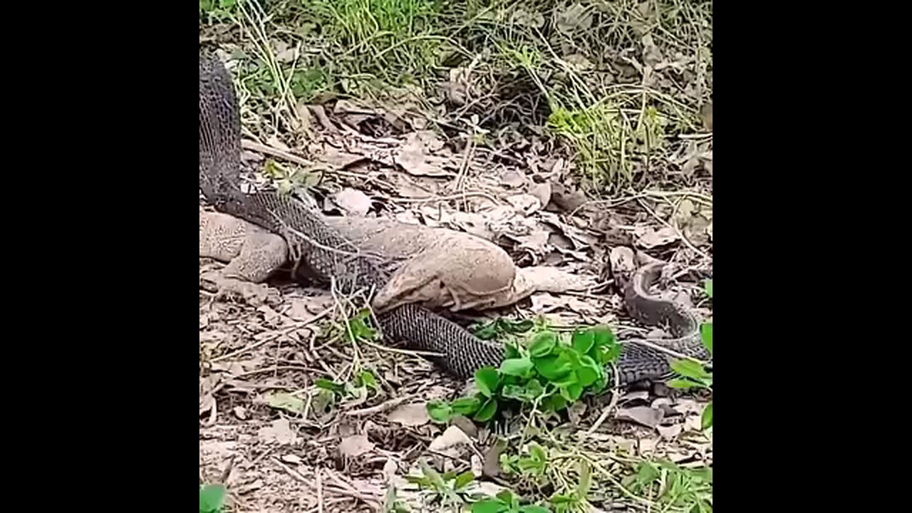 Black cobra and Monizater Lizard Wild Encounter