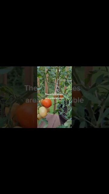 Plum Tomatoes are Fantastic