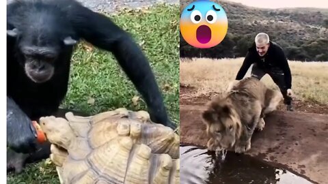 Funny Animals Videos 20222 #sabircool #funnyanimals #youtube