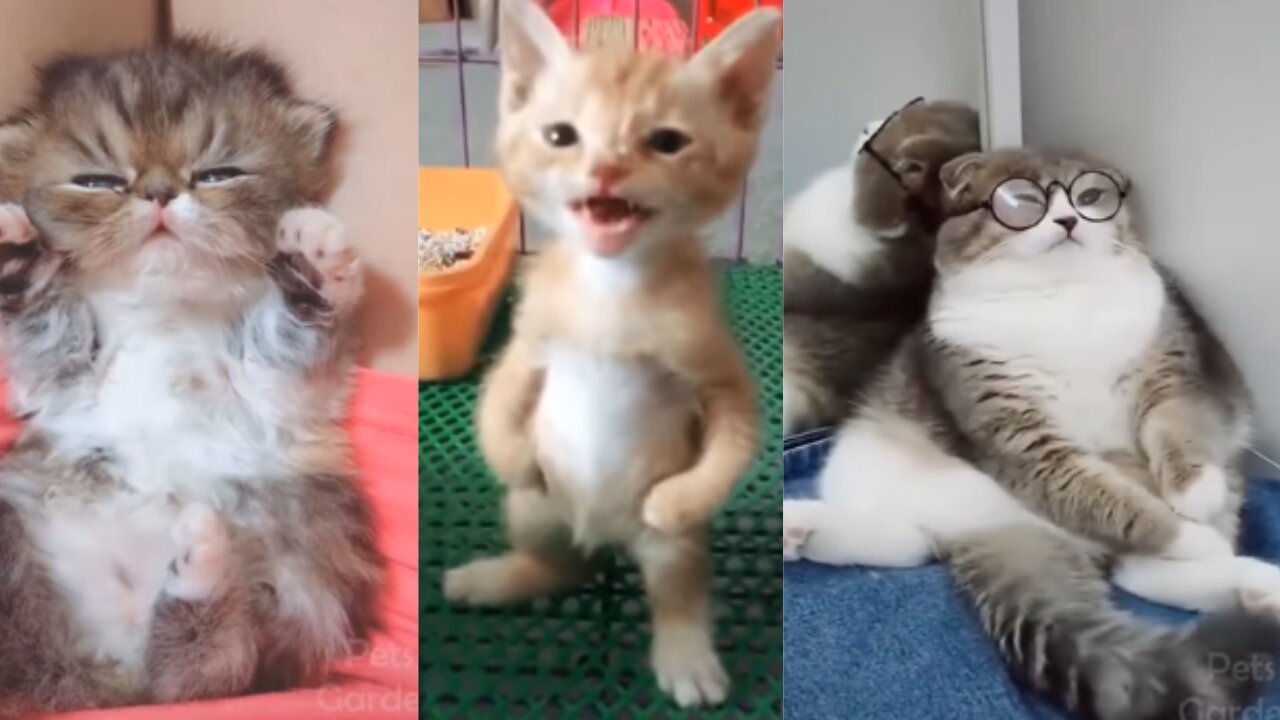 Compilation of funny cats videos 2021