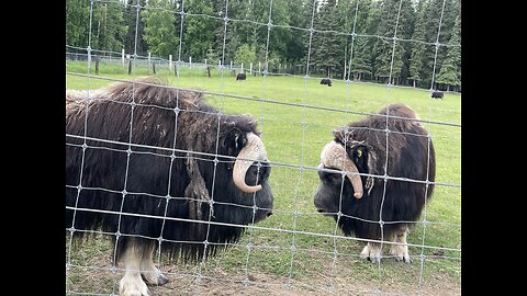 Muskox in Fairbanks, Alaska