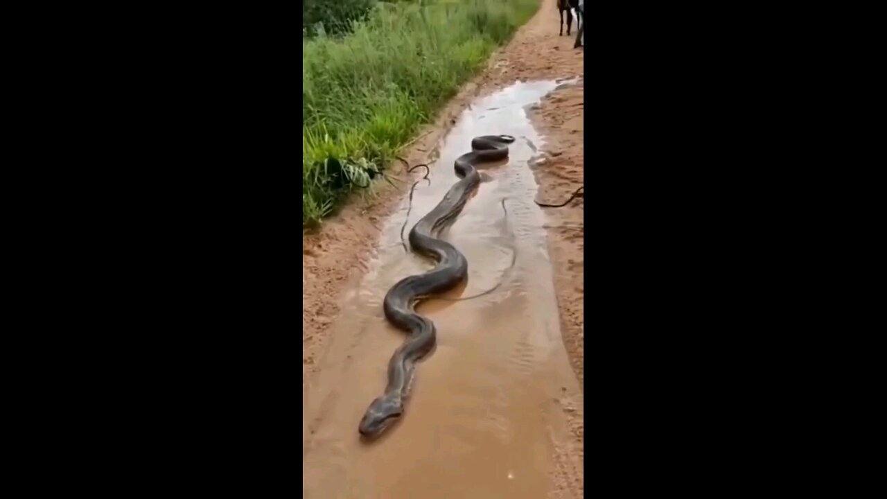 Anaconda is found on the road