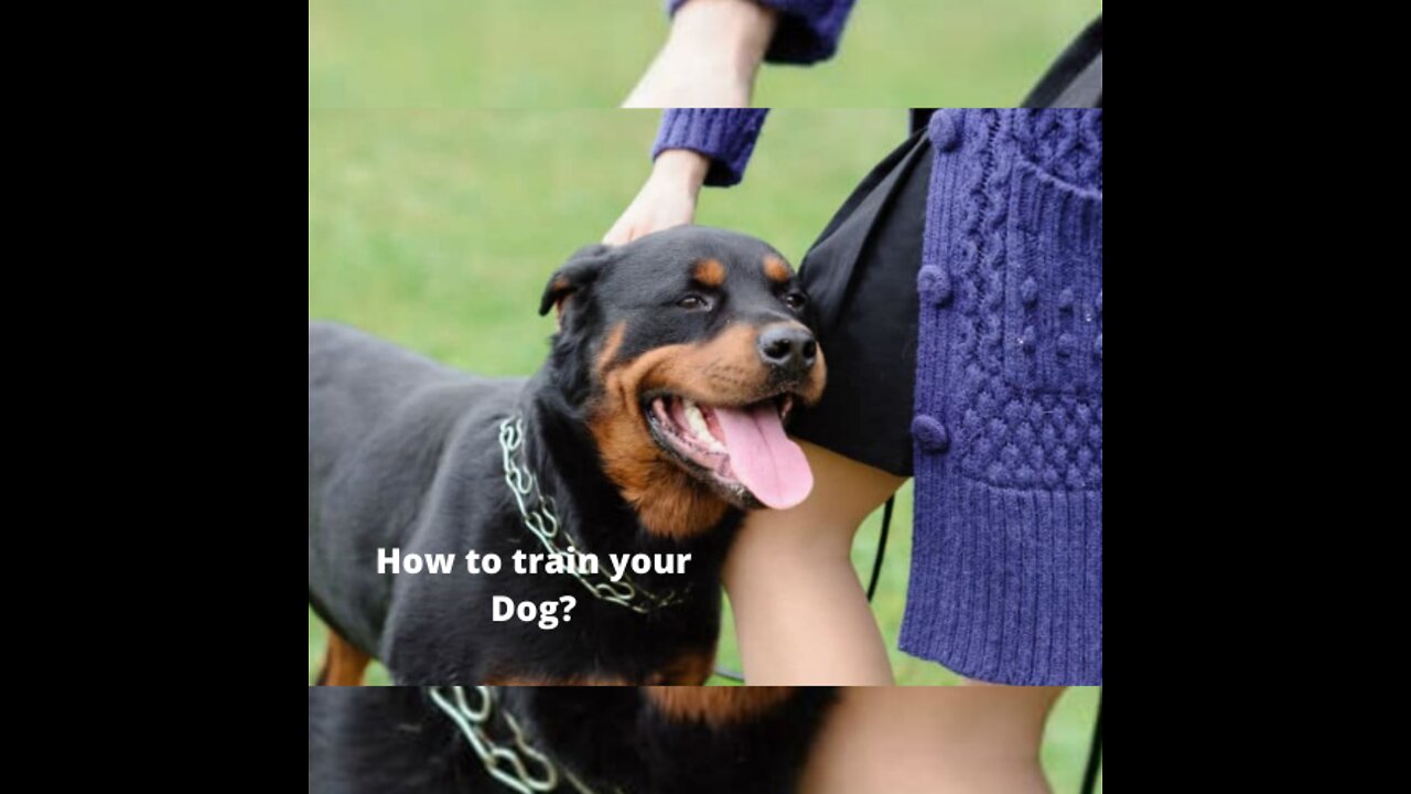 Basic Dog Training – TOP 10 Essential Commands Every Dog Should Know!