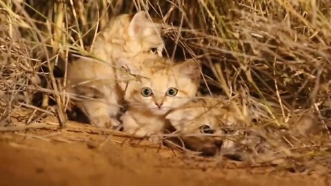 Sand Cats specialize in surviving in the desert