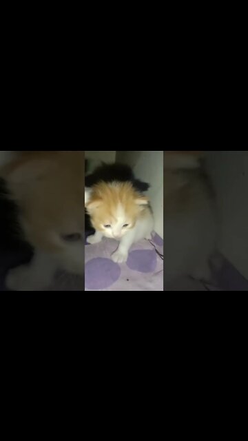 #kittens #persiancats #cats #cutecat #shorts #youtubeshorts