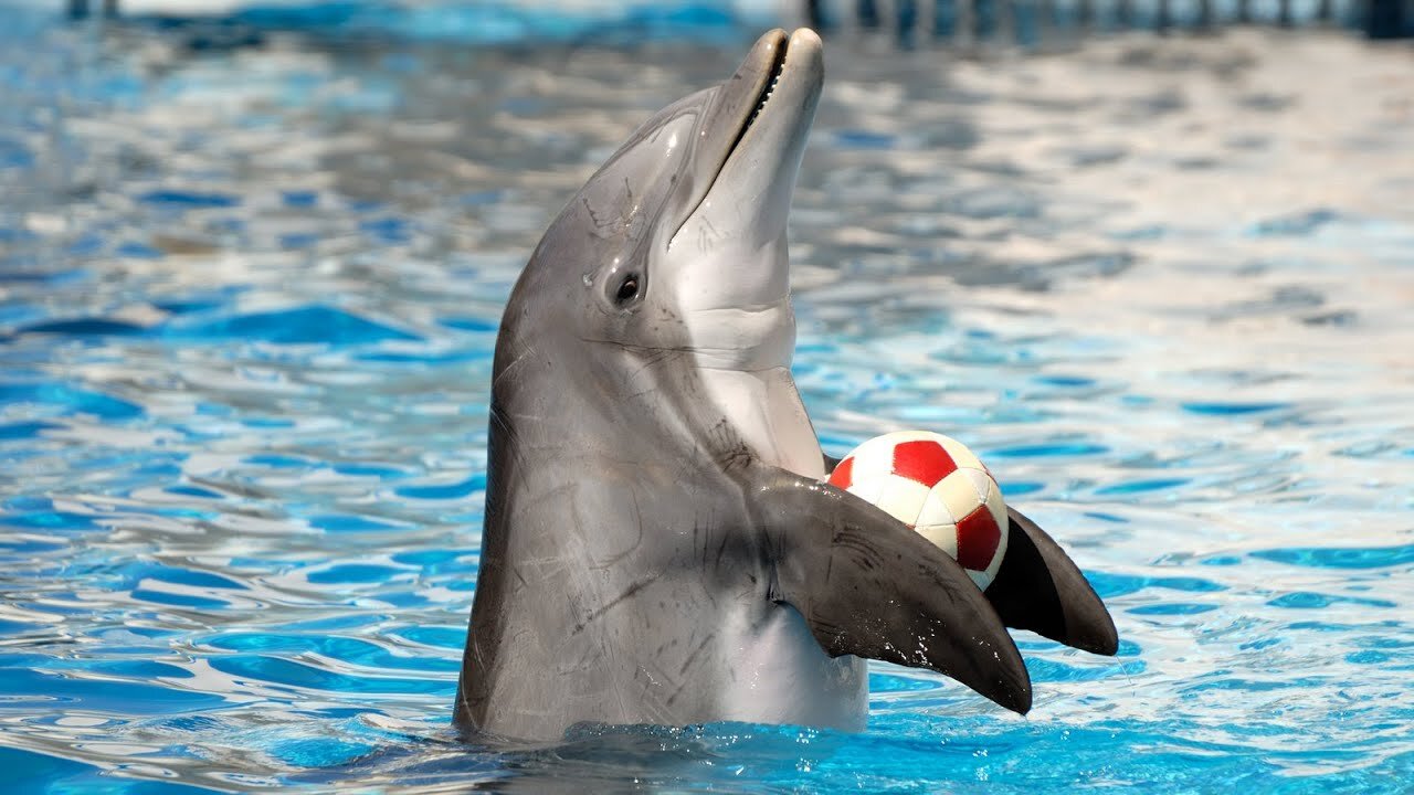 cute dolphin and the two girls💖💖💖