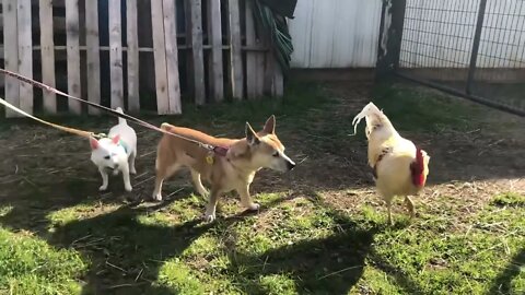 3 Therapy dogs meet 2Ton, our Therapy rooster!