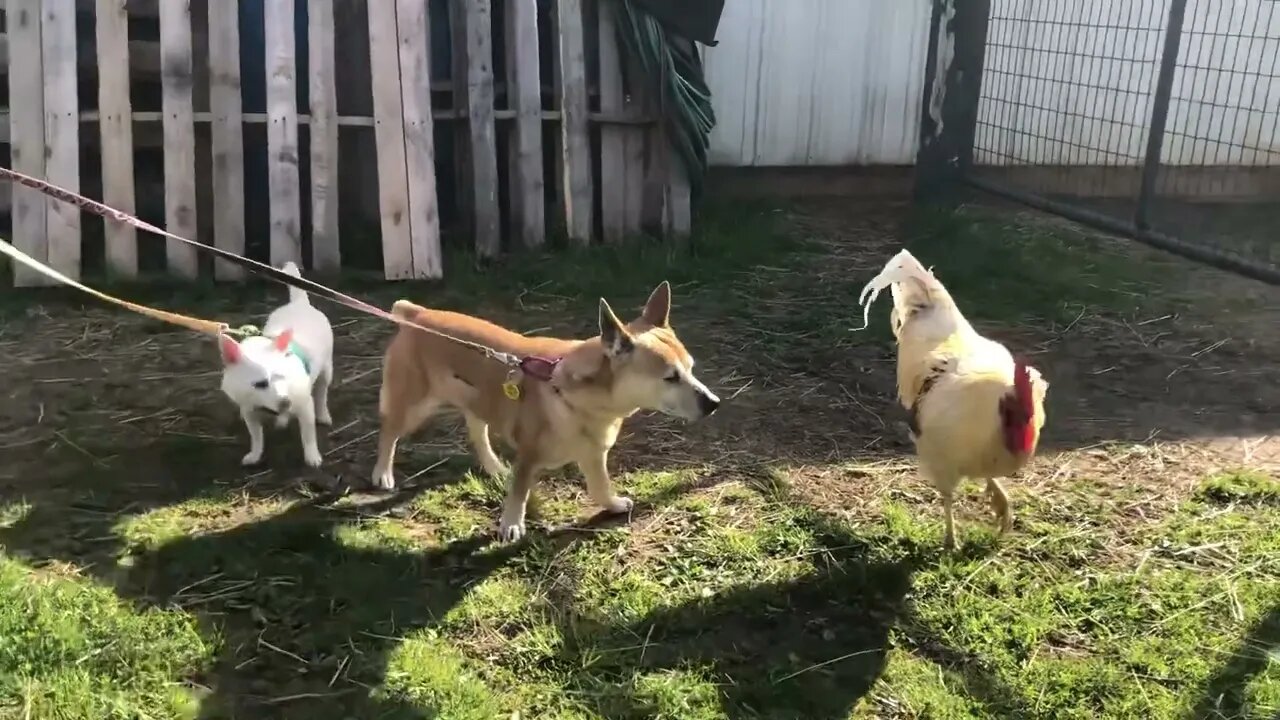 3 Therapy dogs meet 2Ton, our Therapy rooster!