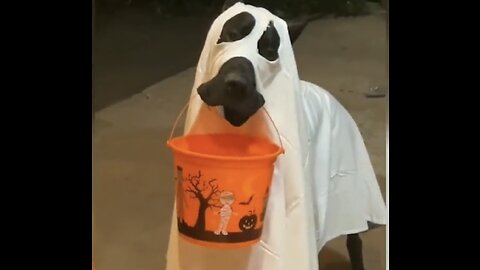 FUNNY ANIMALS 🤣