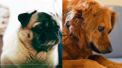 Puppies & Babies & Kitties OH MY! New videos all the time!