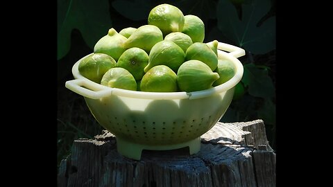 Picking 5 pounds of figs each day pretty figgin' good!