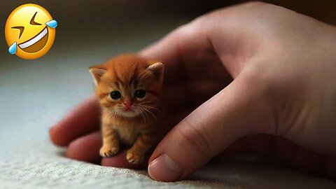 New Funny Videos 2024 😍 Funniest Cats & Dogs Videos🐶😹