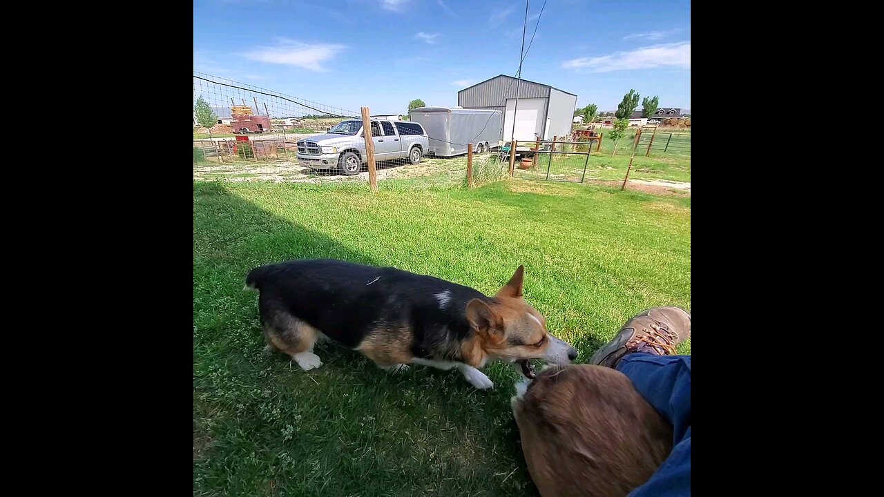 Corgi Summer Play Time