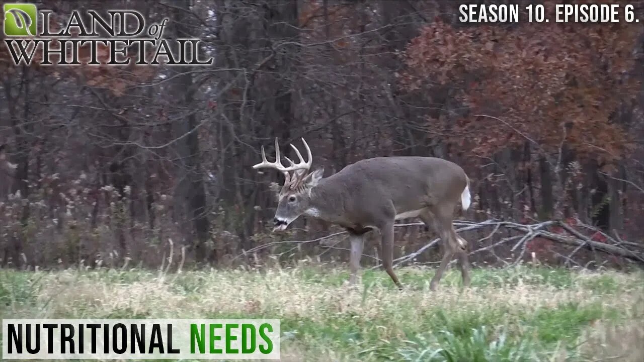 Nutritional Needs | Land of Whitetail