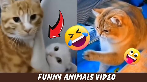 Best Funny Animal Videos Of🤣 The 2023 Funniest Cats And Dogs Videos🙀😍